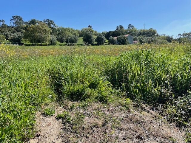 Land new flat Tomar - olive trees