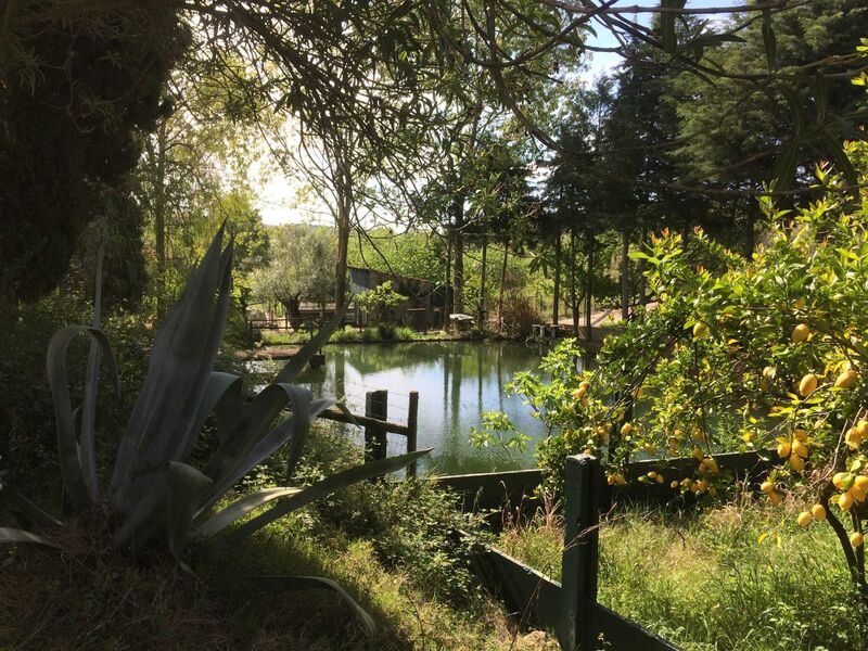 Quinta V4 com moradia Santarém - árvores de fruto, piscina, garagem, bbq, portão automático, água