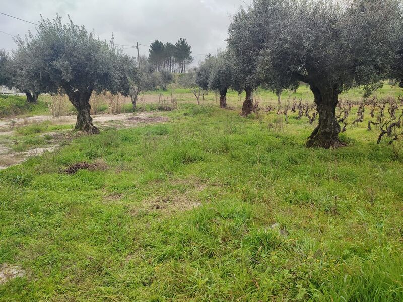 Terreno com 1976m2 Urqueira Ourém - água, oliveiras