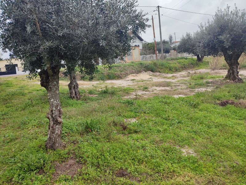Land with 1976sqm Urqueira Ourém - water, olive trees