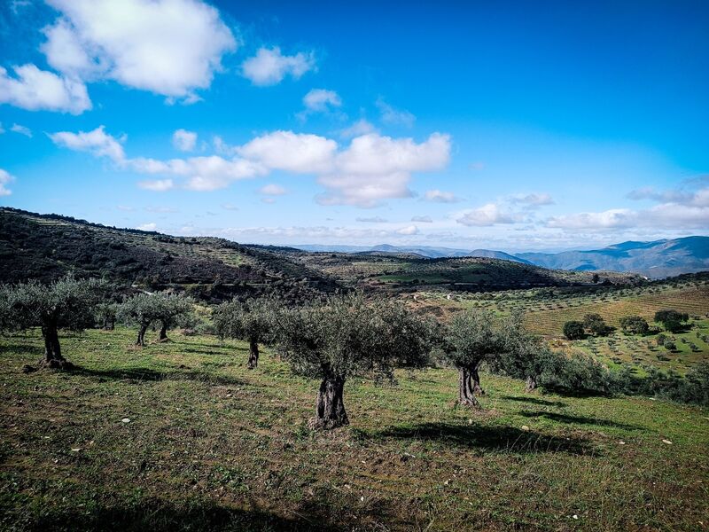 Terreno Agrícola com 33748m2 Escalhão Figueira de Castelo Rodrigo - oliveiras