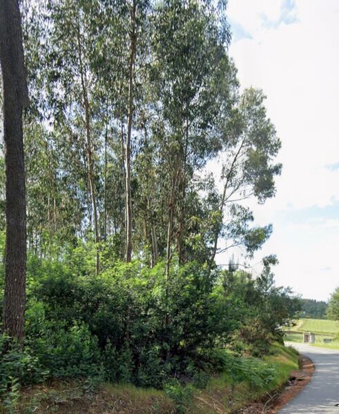 Land with 1980sqm Longos Vales Monção - excellent access