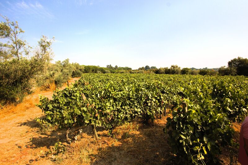 Land with 3500sqm Vilar Seco Nelas - olive trees