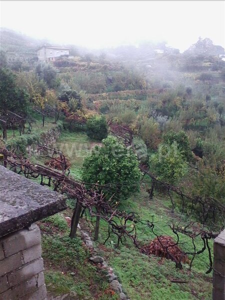Terreno com 2050m2 Baião - árvores de fruto, água, boa localização