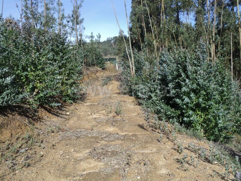 земля c 14000m2 Gove Baião - отличное расположение