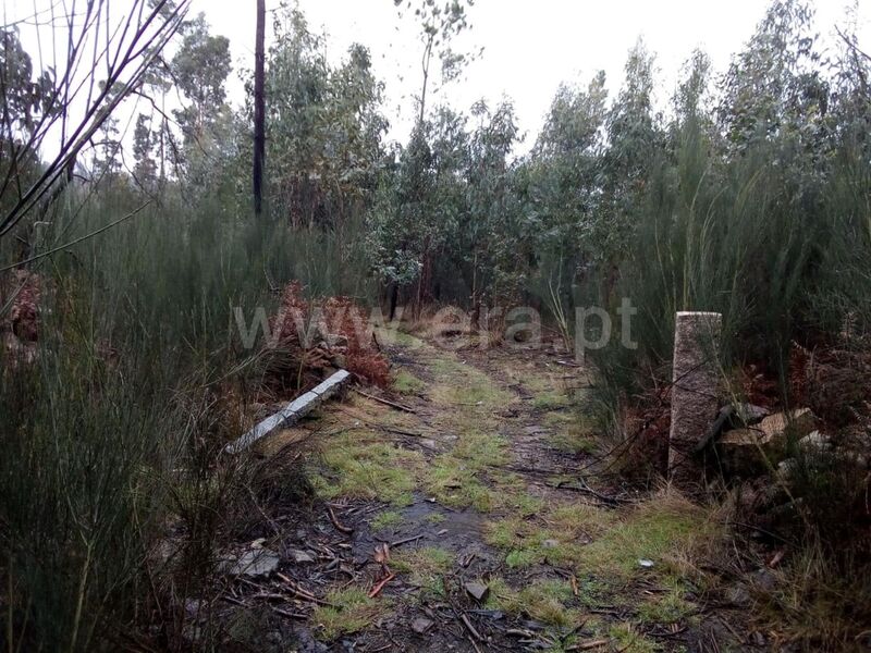 Land with 9000sqm Travanca Cinfães - water
