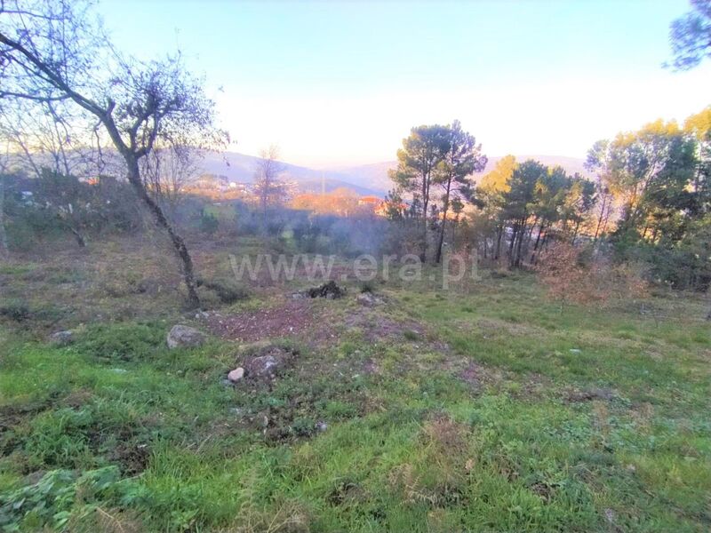 Terreno com 2504m2 Cinfães