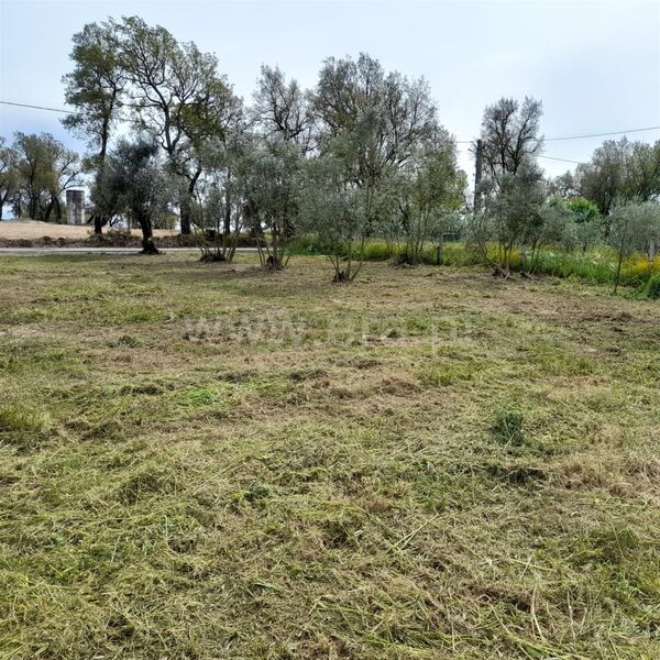 Terreno com 1440m2 Ovoa Santa Comba Dão - furo, bons acessos