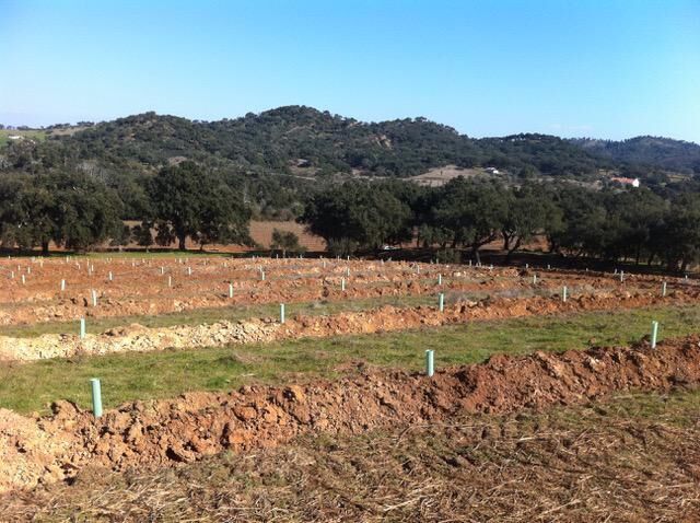 Land Agricultural with 384750sqm Ribeira do Seissal de Cima Colos Odemira - construction viability