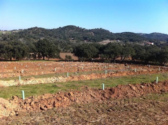 Terreno Agrícola com 384750m2 Ribeira do Seissal de Cima Colos Odemira - viabilidade de construção