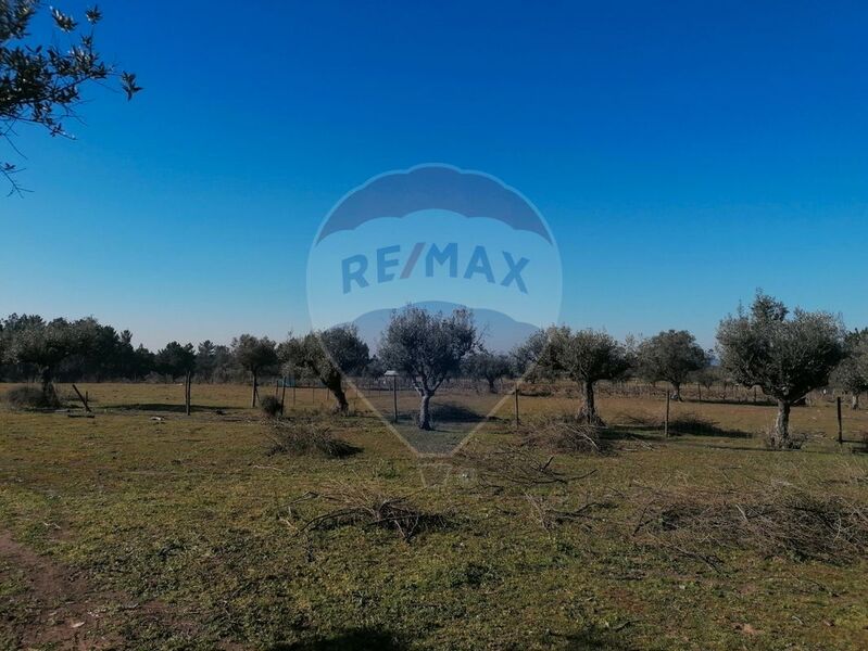 Land Agricultural with 53280sqm Alpiarça - arable crop, water hole, electricity, olive trees