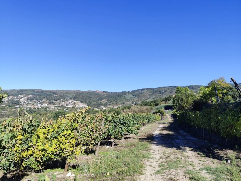 Venda Terreno, Gove, Baião