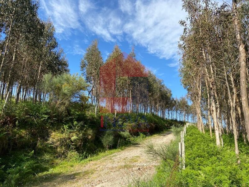 Terreno com 9000m2 Vila Verde para venda