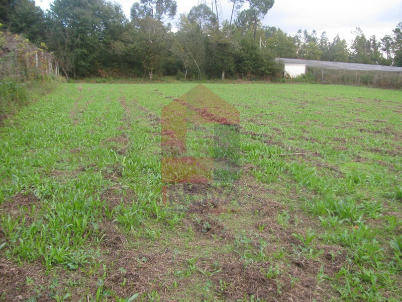 Terreno Agrícola com 5787m2 Pico de Regalados Vila Verde - bons acessos