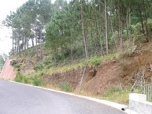 Terreno com 15100m2 Rochão Camacha Santa Cruz