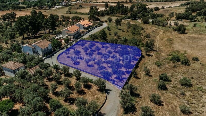 Plot of land for construction Dominguiso Covilhã - olive trees