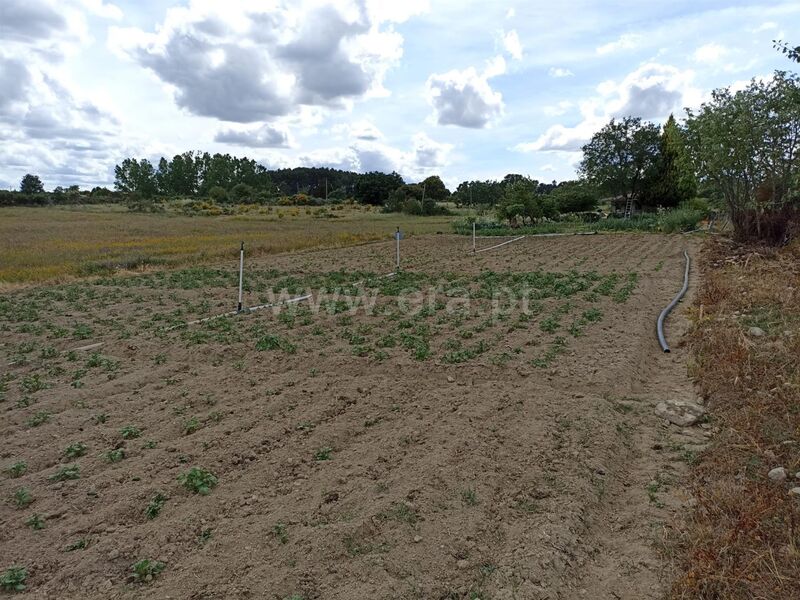 Land with 25639sqm Caria Belmonte - well, easy access, water, electricity, irrigated land