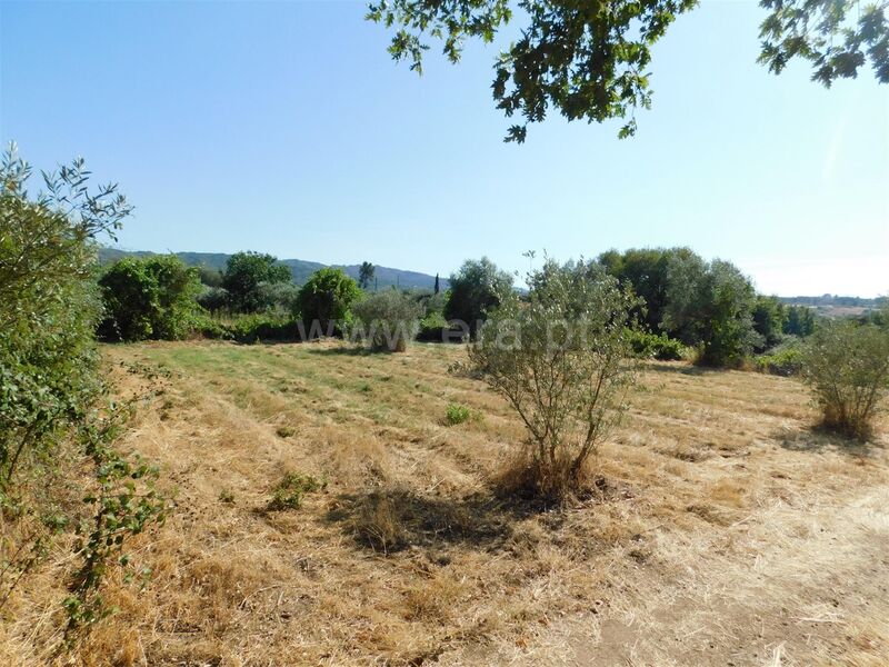 Small farm 0 bedrooms Peraboa Covilhã - water, irrigated land, fruit trees, well