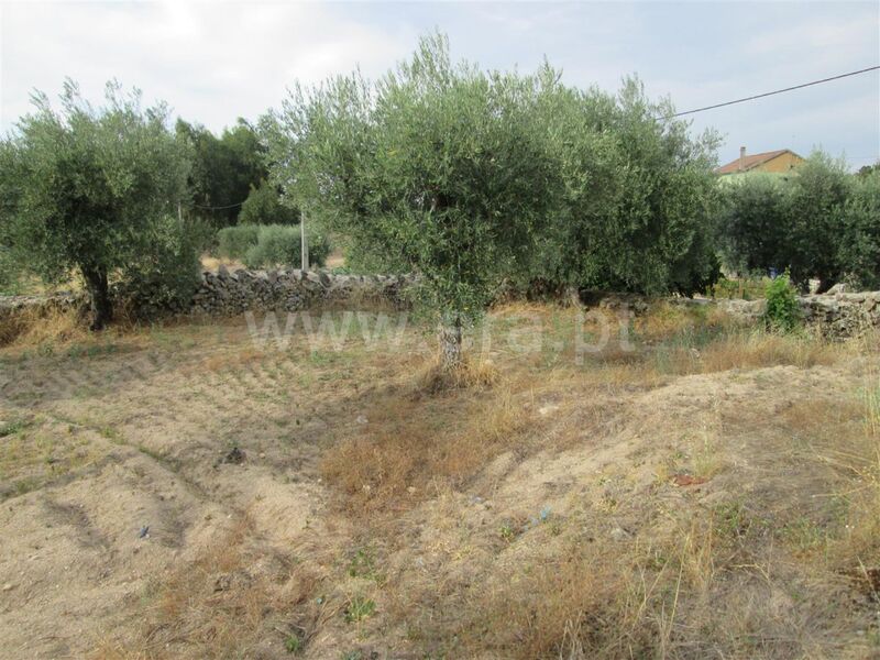 Land T0 with 75sqm Peraboa Covilhã