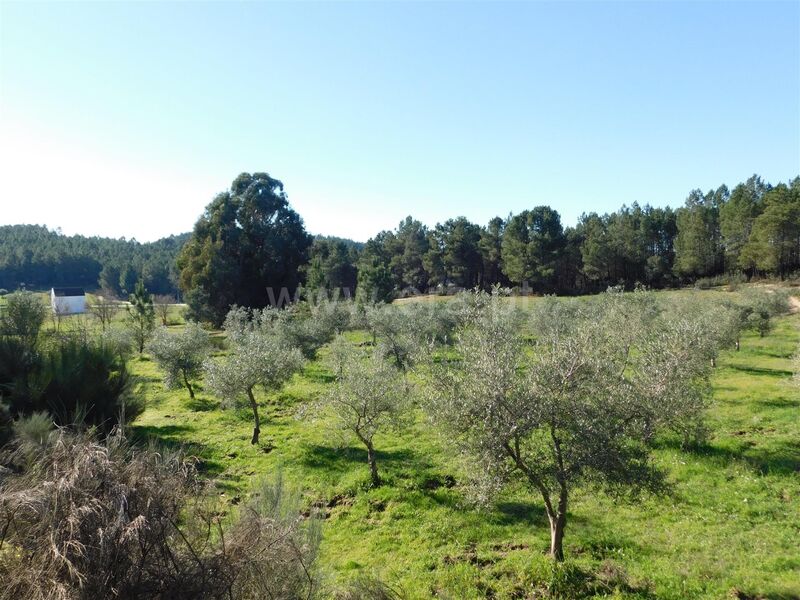 Terreno com 13530m2 para venda Inguias Três Povos Fundão - barracão, poço, árvores de fruto, electricidade, água, laranjeiras, oliveiras