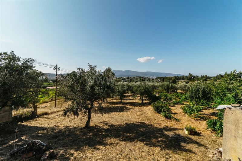 Terreno com 2867m2 Aldeia de Joanes Fundão - água, regadio, oliveiras, electricidade, árvores de fruto
