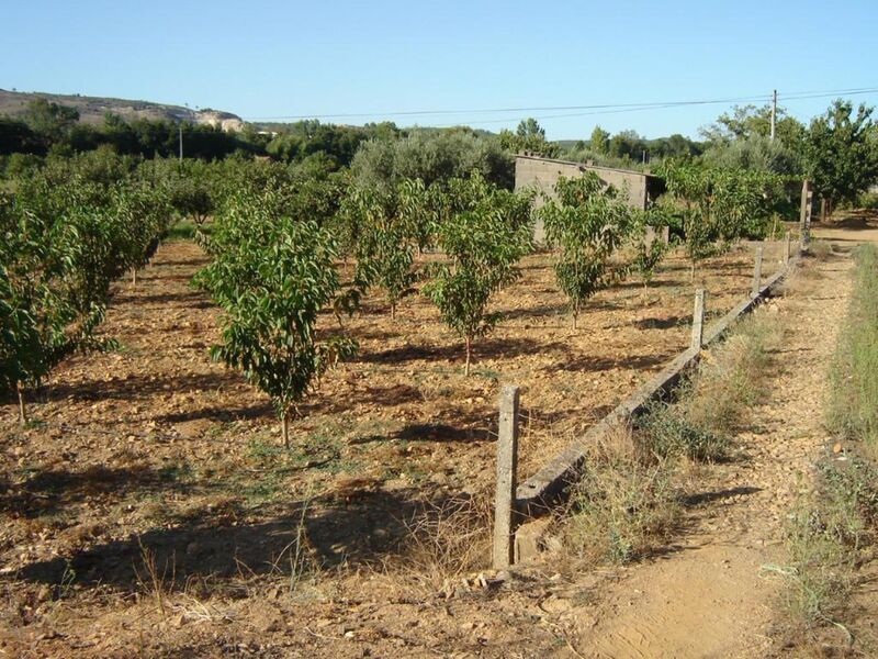 Venda Terreno Agrícola com 6000m2 Capinha Fundão - regadio, árvores de fruto