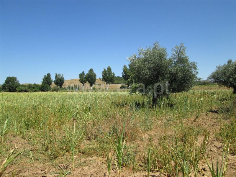 Farm Enxames Fundão - water