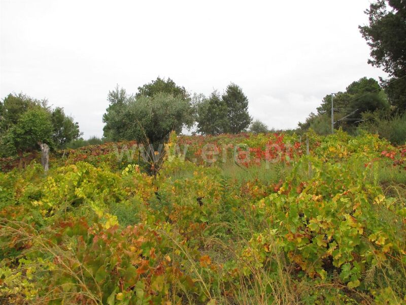 Small farm Donas Fundão - well, fruit trees