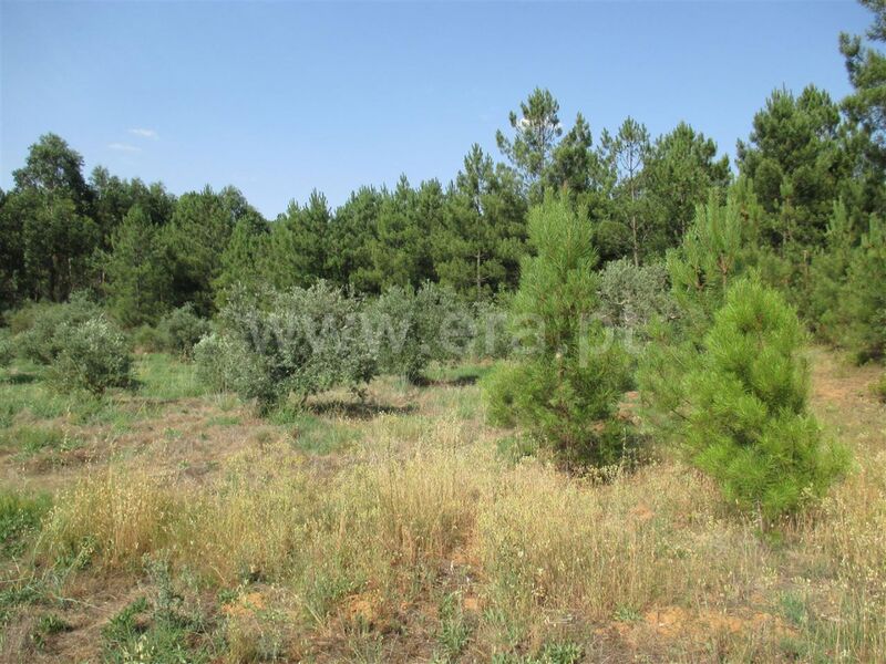 Terreno Agrícola com 3200m2 Enxames Fundão