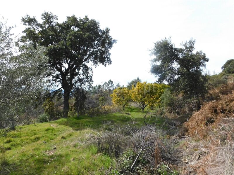 Farm 0 bedrooms Póvoa da Palhaça Fundão