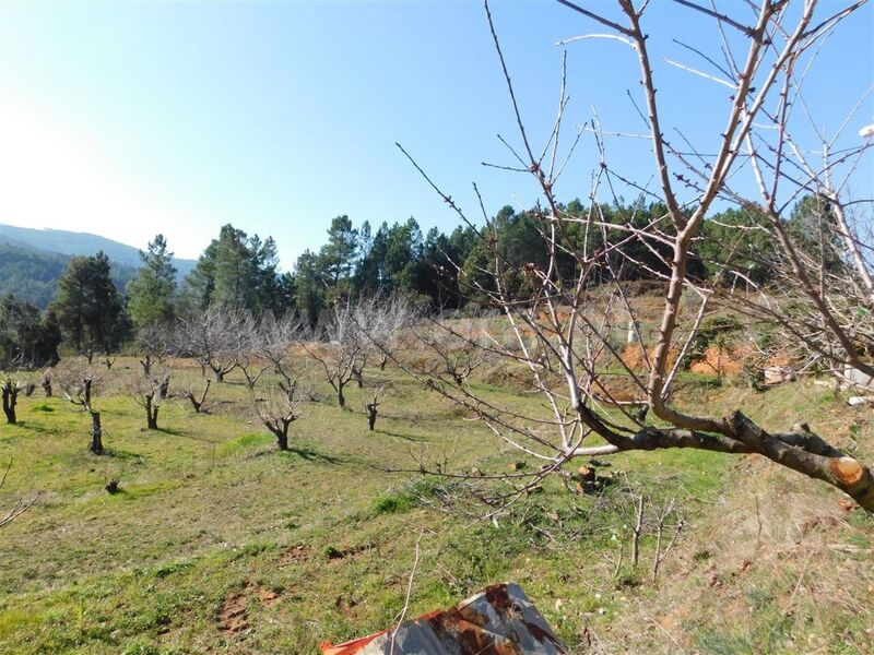 Farm Alcaide Fundão - water, fruit trees