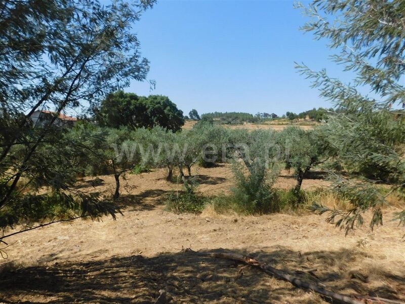 Farm V0 Quintas da Torre Fundão - well, water, fruit trees