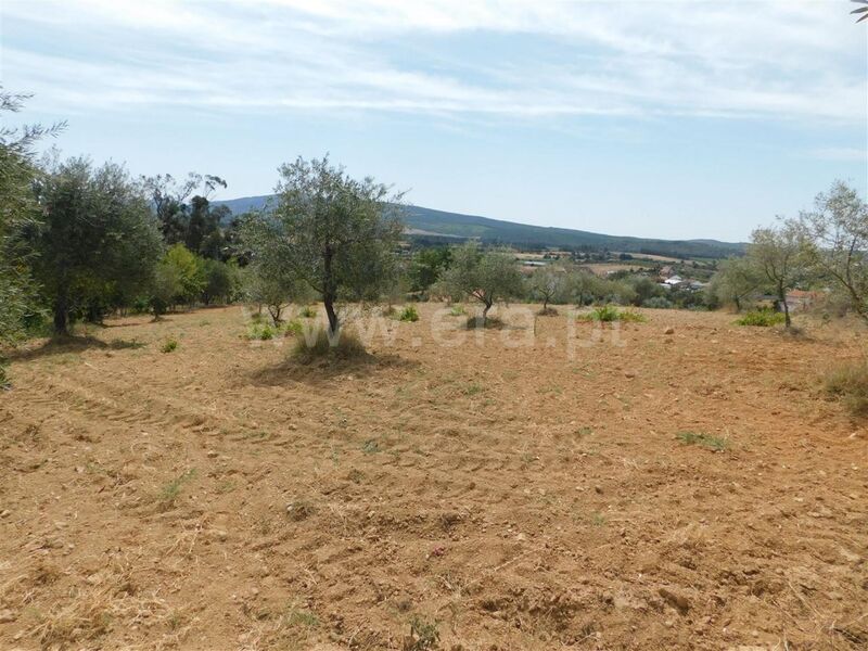 Terreno com 2800m2 Salgueiro Três Povos Fundão - viabilidade de construção, árvores de fruto