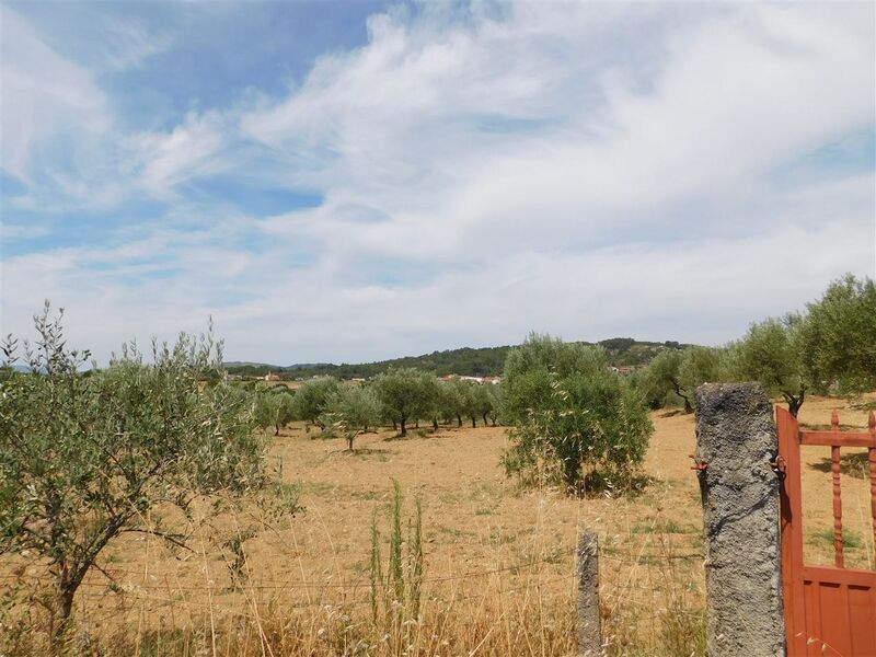 Venda Terreno Agrícola com 11500m2 Salgueiro Três Povos Fundão - regadio, oliveiras, barracão, água