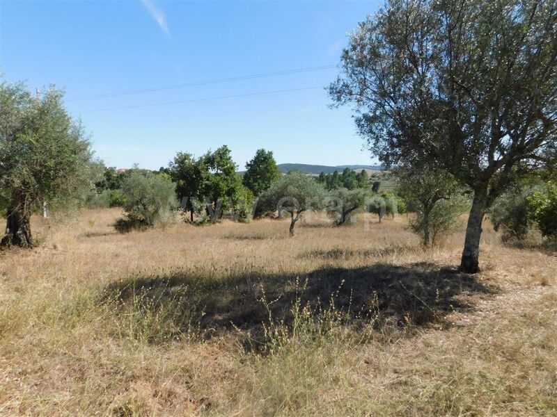 Land with 10000sqm Capinha Fundão - electricity, tank, easy access, shed, water, well, water hole, olive trees