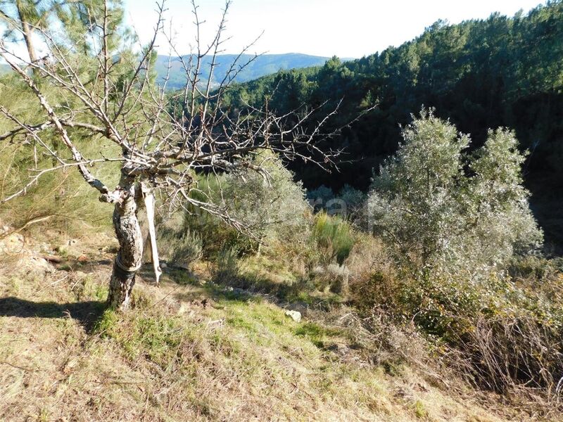 Land with 3120sqm Aldeia de São Francisco de Assis Covilhã - olive trees, orange trees