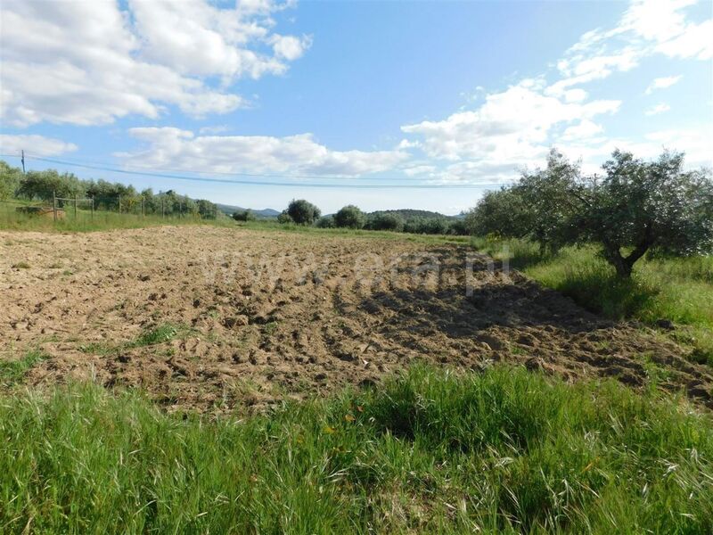 Land Agricultural with 2200sqm Telhado Fundão - olive trees