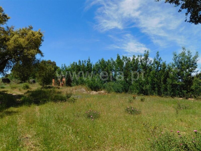 Land with 22000sqm Mata da Rainha Fundão - construction viability, water, well, olive trees