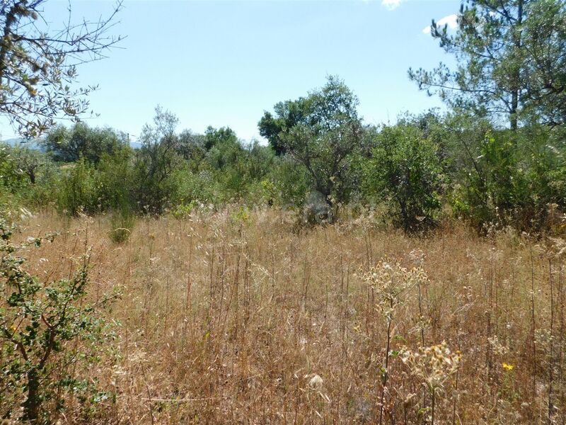 Terreno Agrícola com 6450m2 Capinha Fundão - bons acessos