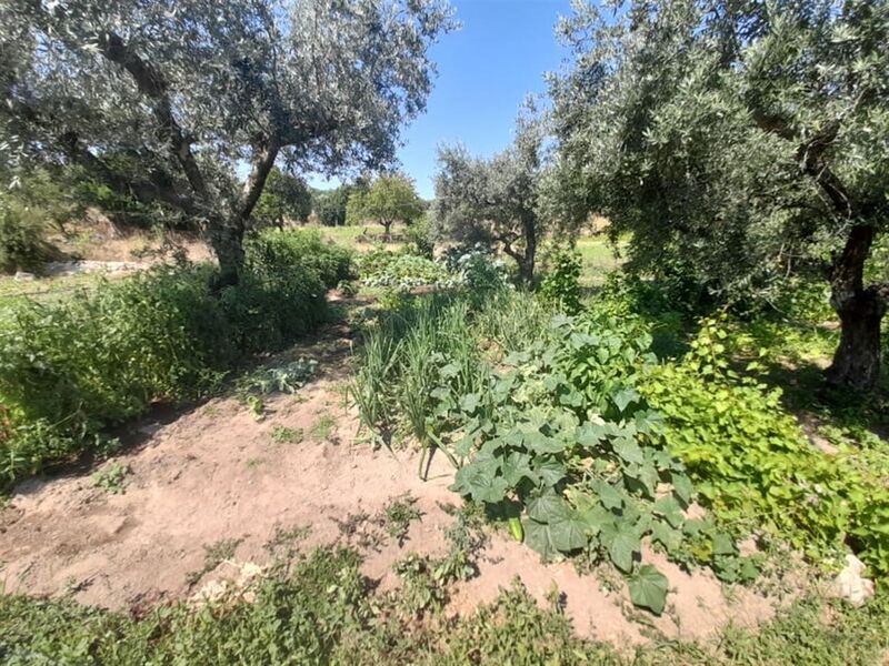 Quintinha Atalaia do Campo Fundão para venda - poço, bons acessos, oliveiras, água