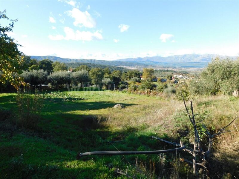 Quinta com casa Aldeia Nova Fundão - furo, árvores de fruto, poço, água