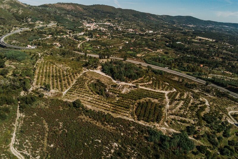 Quinta Alpedrinha Fundão para vender - oliveiras, electricidade, árvores de fruto, furo