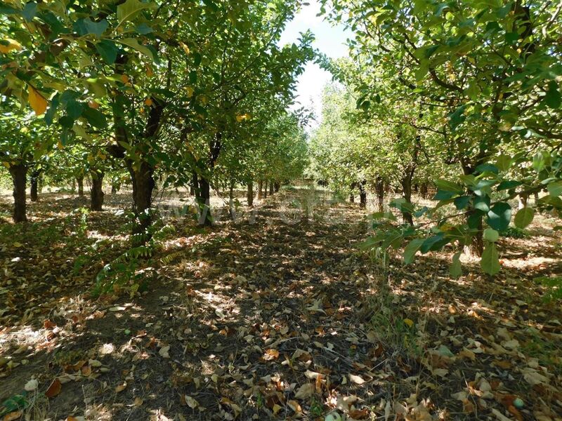 Terreno Agrícola com 8000m2 Souto da Casa Fundão