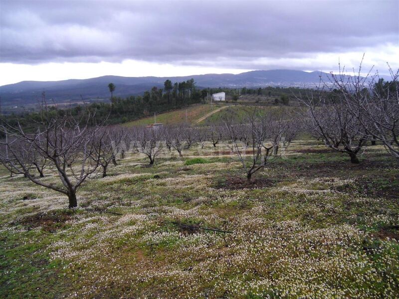 Terreno Agrícola com 38000m2 Vales Pêro Viseu Fundão - furo, poço