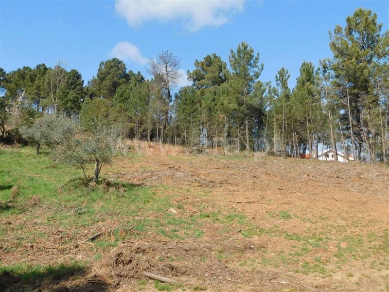 Land with 10000sqm Souto da Casa Fundão