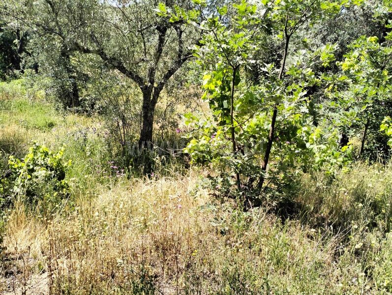 Terreno com 370m2 Carvalhal Fundão para venda - oliveiras