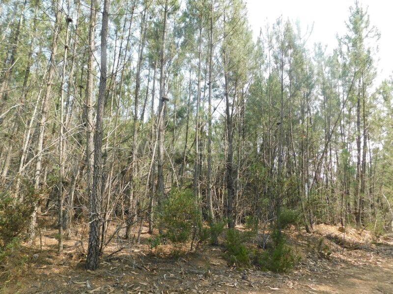 Land with 21000sqm Covilhã