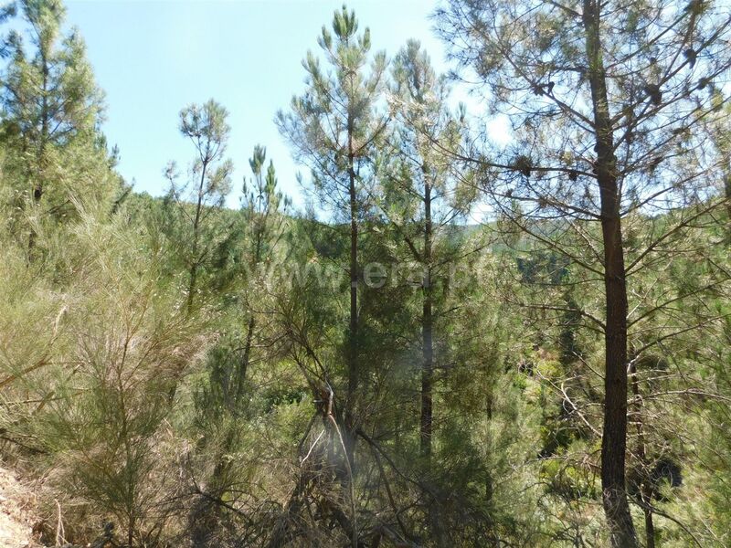 Terreno Agrícola com 9000m2 Enxabarda Castelejo Fundão - poço, viabilidade de construção, água