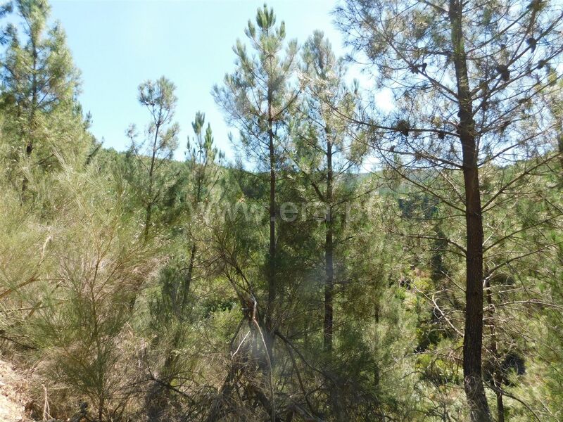 Land with 9000sqm Enxabarda Castelejo Fundão - ,