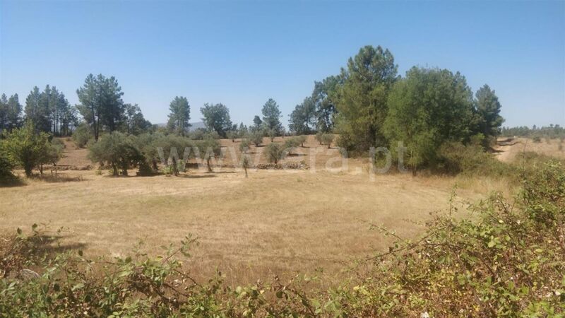 Land with 4540sqm Capinha Fundão